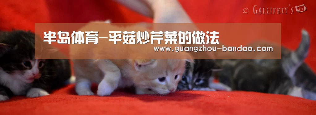 半岛体育官网